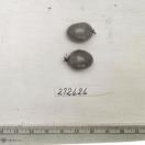 Click for 1 image(s) for this accession. FRUIT